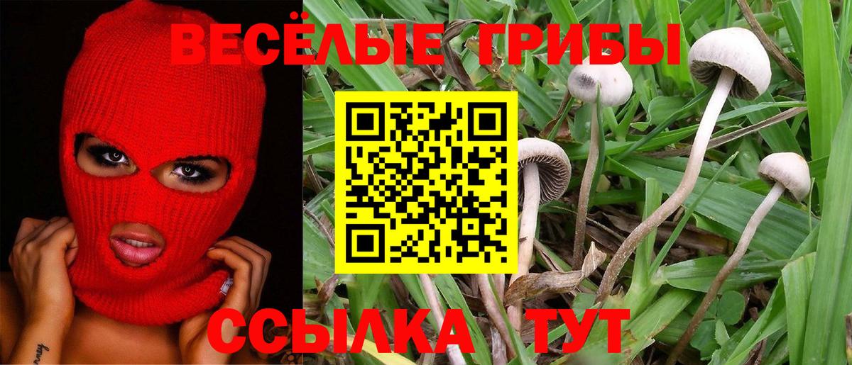 Псилоцибиновые грибы GOLDEN TEACHER  Вход с VPN  Кировск  Галлюциногенные грибы мухоморы 